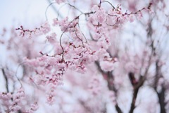 sakura04