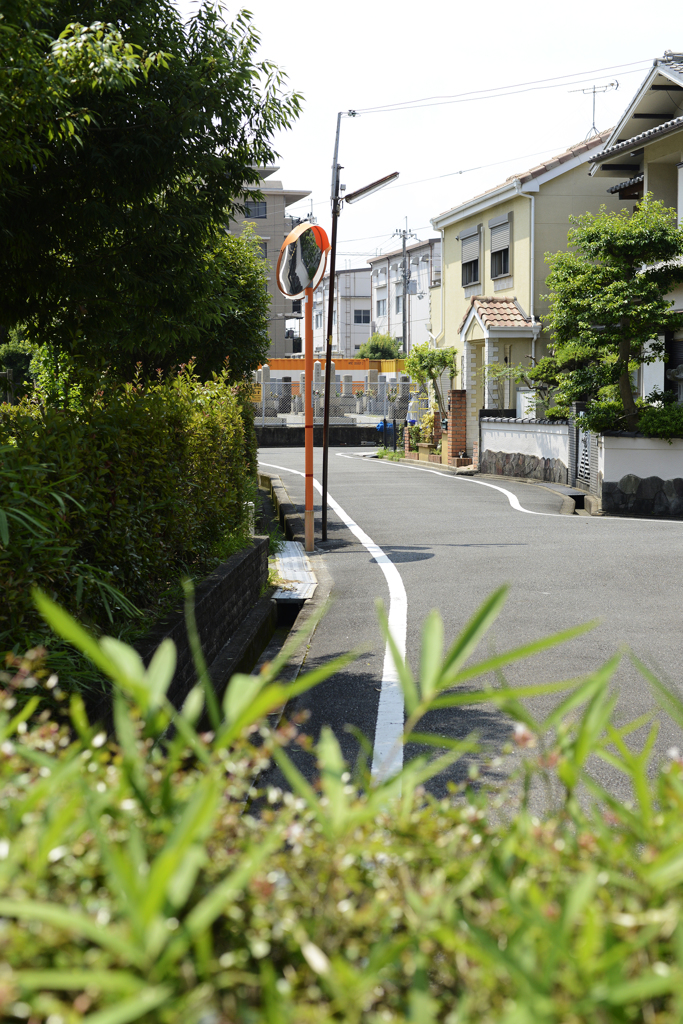 夏の道