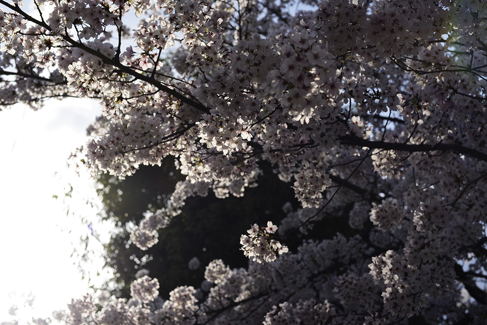 夕日の桜