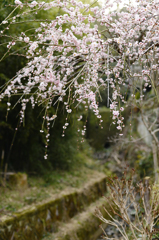 梅の花