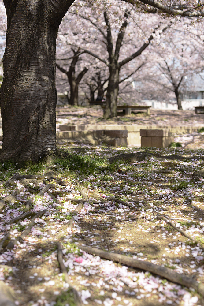 桜の色