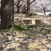 桜の色