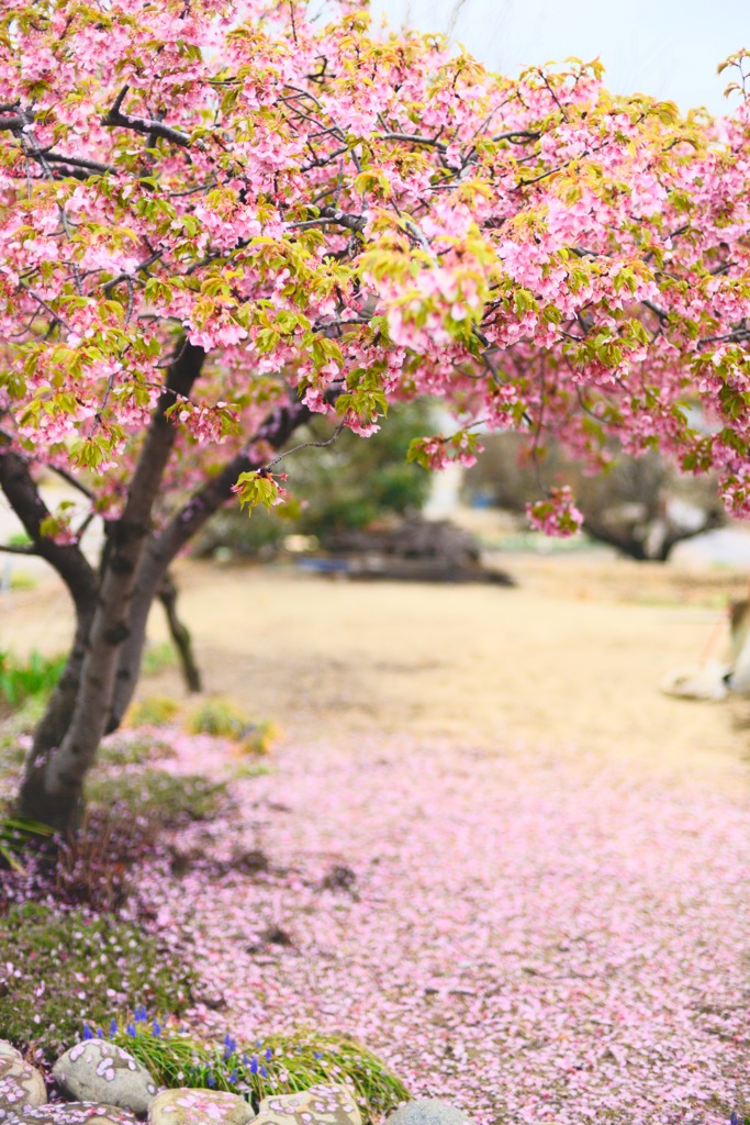 sakura03