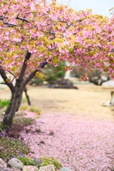 sakura03