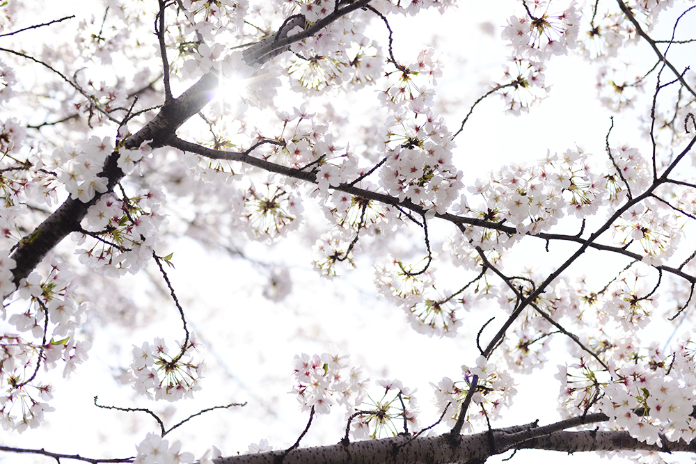 桜光る