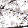 桜光る