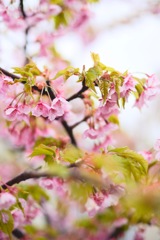 sakura02