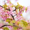 sakura02