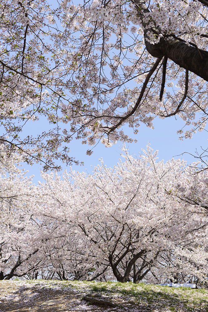 桜いっぱい