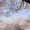 桜いっぱい