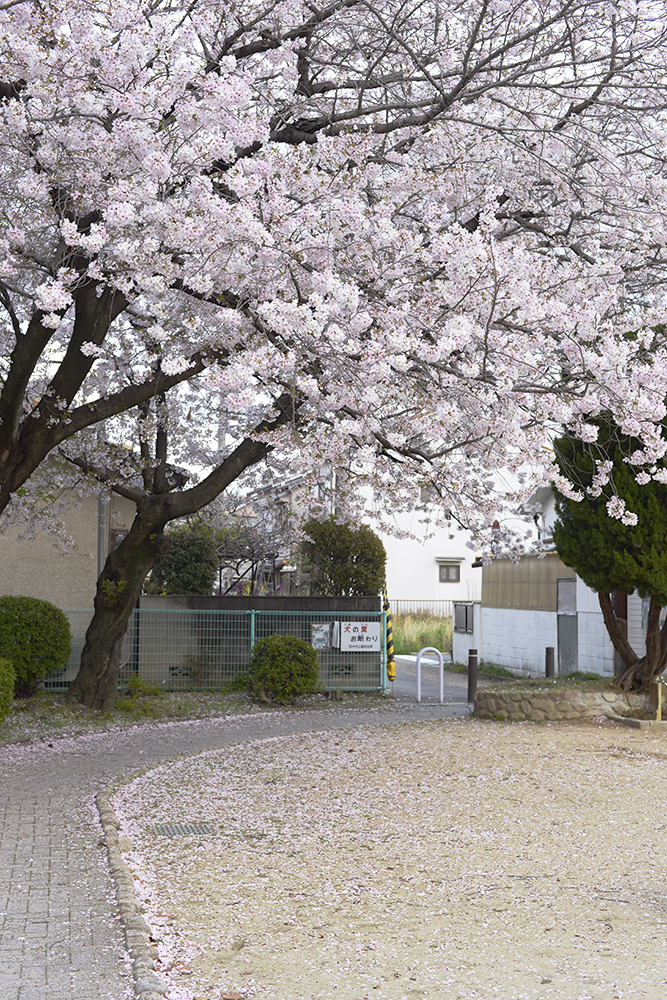 桜道