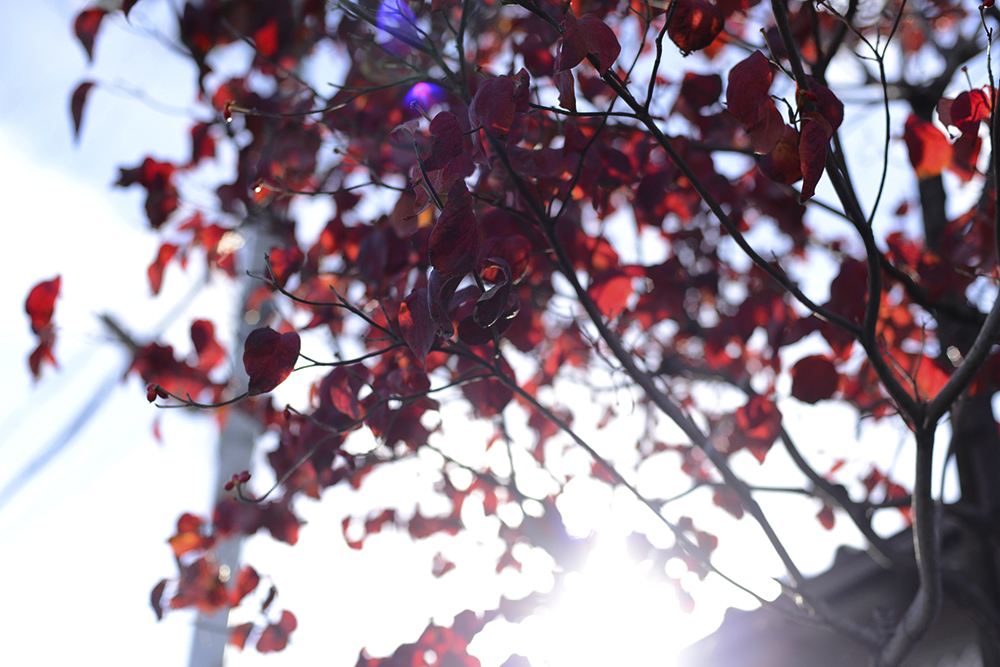 紅葉の光