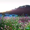 夕暮れの花畑