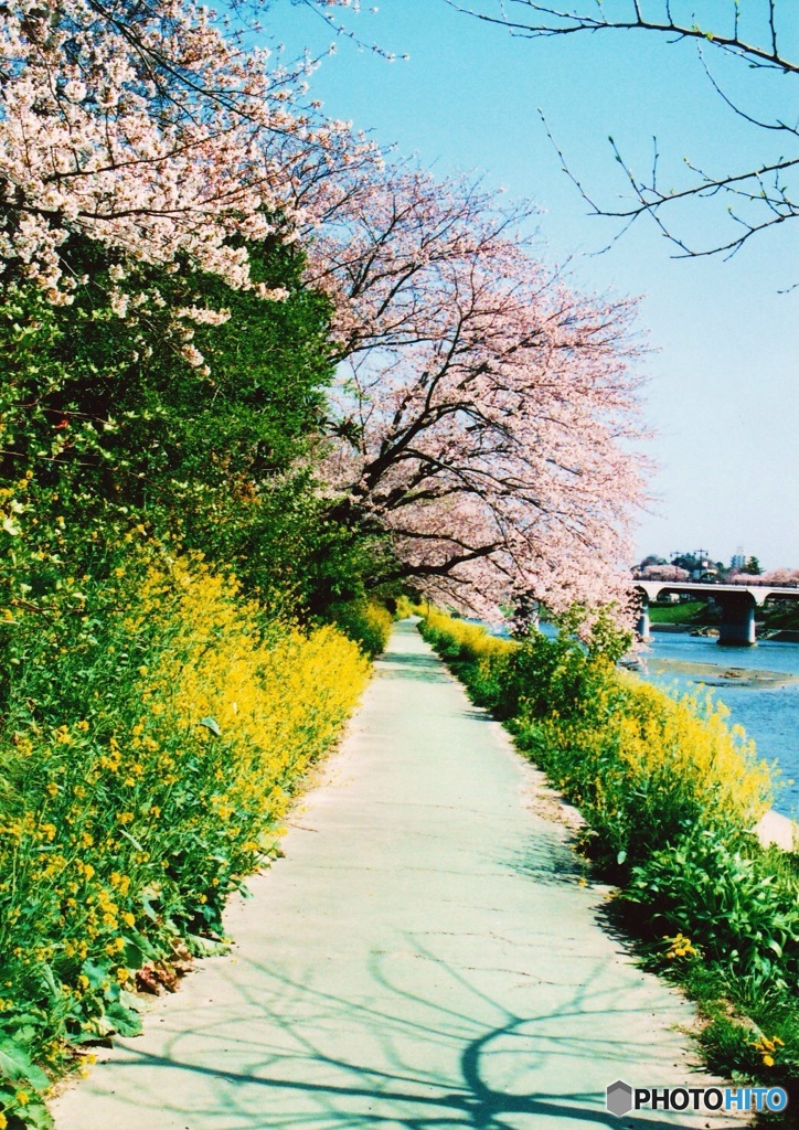 桜と菜の花の咲く道