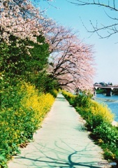 桜と菜の花の咲く道