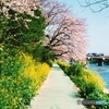 桜と菜の花の咲く道
