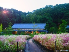 花畑と日本家屋