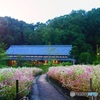 花畑と日本家屋
