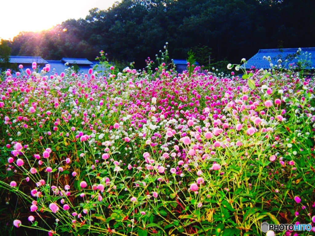 夕暮れの花畑(アップ)