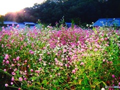 夕暮れの花畑(アップ)