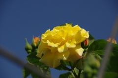 薔薇#2　@ﾐｻｻｶﾞﾊﾟｰｸ