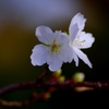 四季桜　＠西山公園