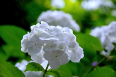 Pure White  @本光寺 Pure White  @本光寺