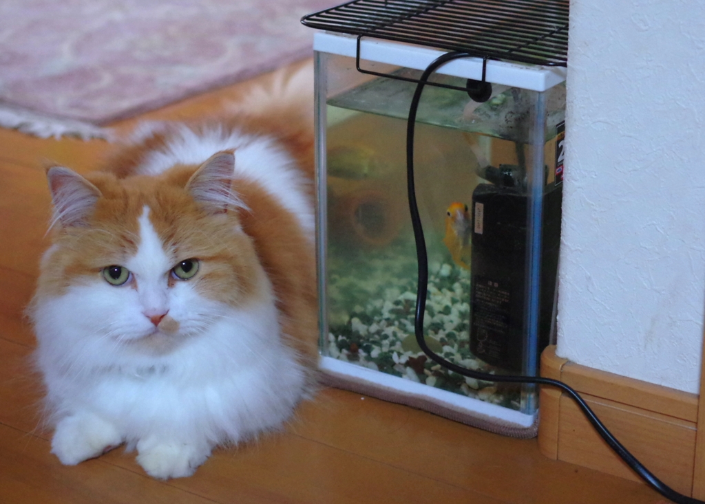 カメラ目線　猫と金魚