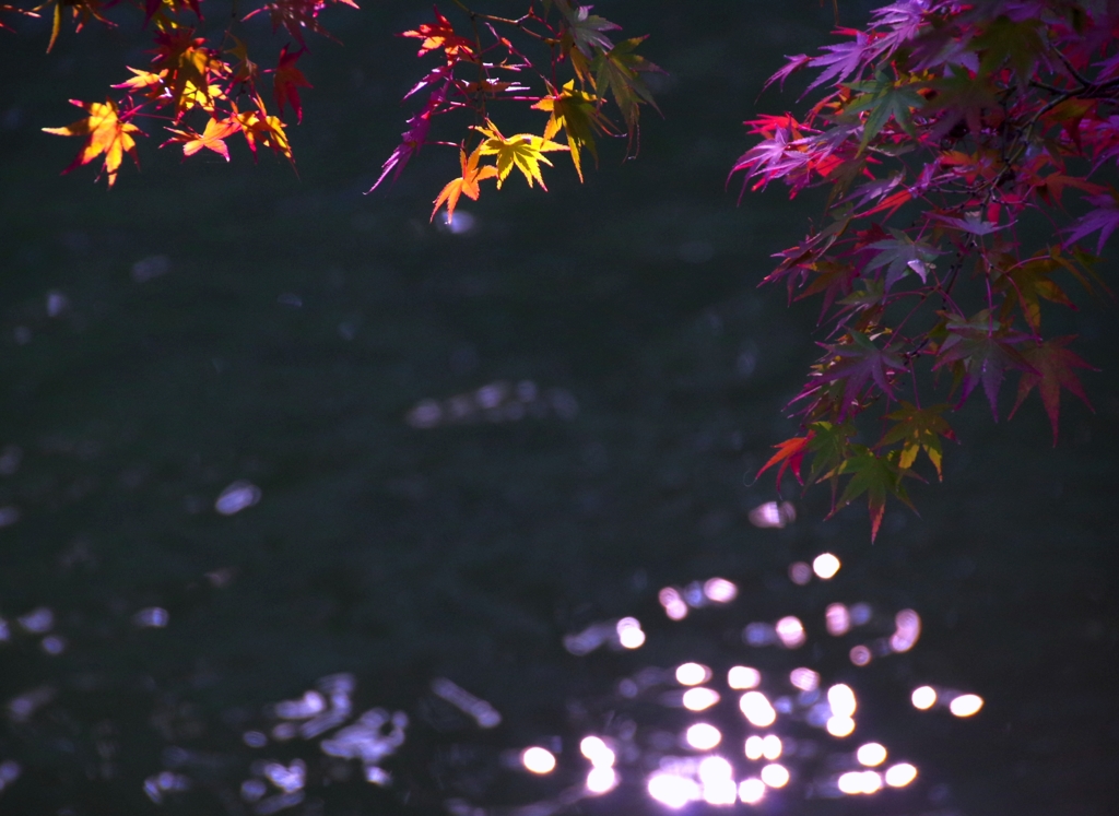 きらめき　＠岡崎東公園