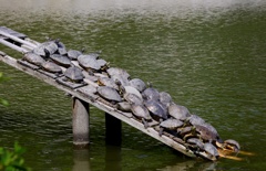 押すな!　落ちる！