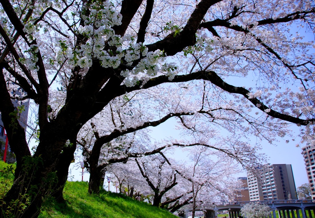 桜満開#1　＠岡崎城公園