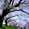 桜満開#1　＠岡崎城公園