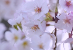 桜満開でした。＃2　＠豊田安城自転車道