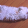 モフモフへそ天