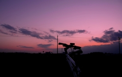 冬の夕暮れ　＠西井筋自転車道