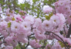桜ふさふさ　＃２