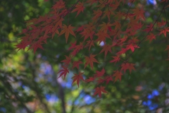 Autumn leaves　#3　@愛知緑化センター