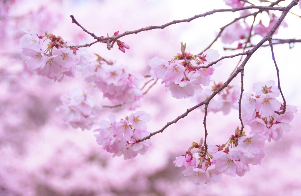 高遠城跡桜祭り#1