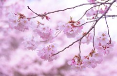 高遠城跡桜祭り#1