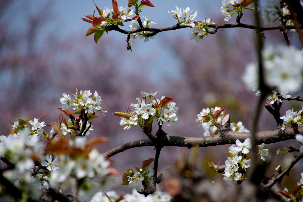 安城梨の花　バックは散り初め桜　＃１