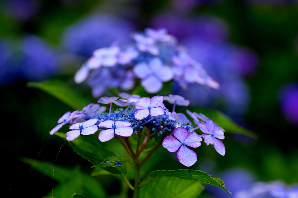 紫陽花　#3　＠本光寺