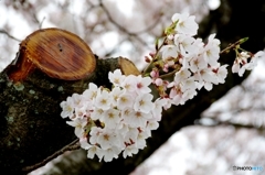 安城自転車道　桜　お手入れ後