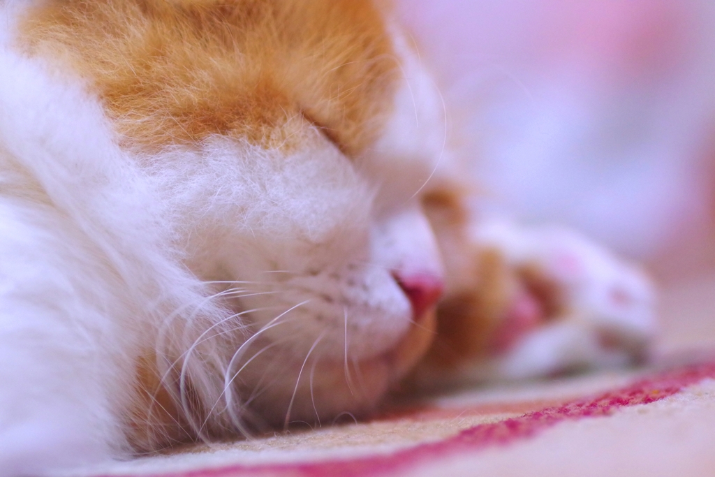お休みなさ～い　