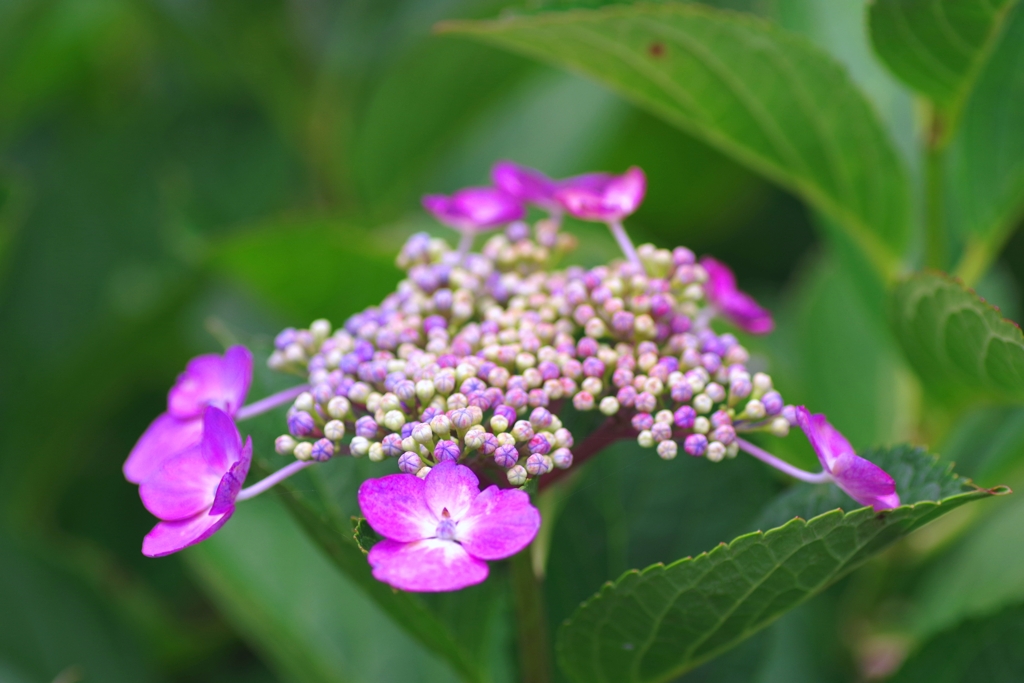 紫陽花　#1　＠本光寺