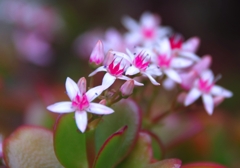 今年も満開　銭の花