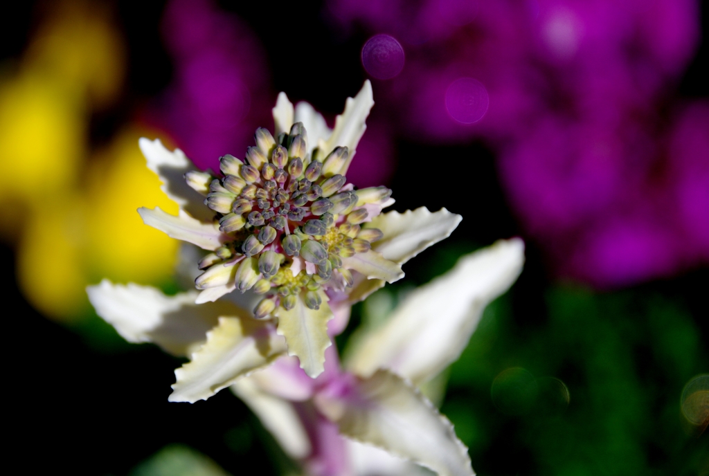 我家のｶﾞｰﾃﾞﾆﾝｸﾞ　２度おいしい