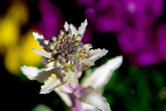 我家のｶﾞｰﾃﾞﾆﾝｸﾞ　２度おいしい