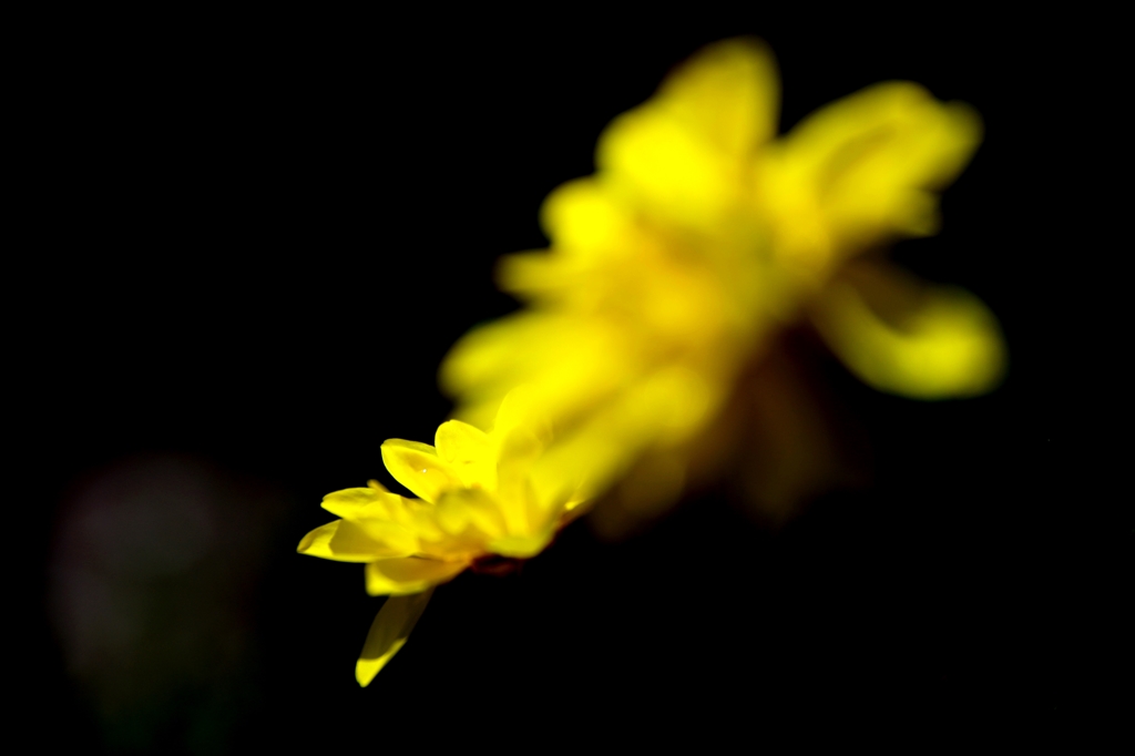 我家のｶﾞｰﾃﾞﾆﾝｸﾞ　ｲｴﾛー３兄弟　横から