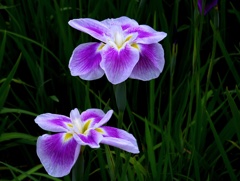 信頼紫　＠知立神社