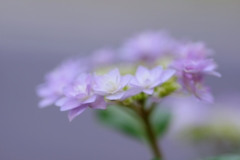 ガクあじさい（墨田の花火？）＠我家のガーデニング